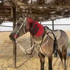 حصان شعبي فاخر
