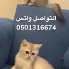 قطط سكوتش فولد   ستريت