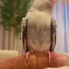 كروان هولندي أليف ومفطوم تم البيع