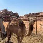 بكره