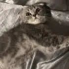 قطط سكوتش