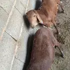 سواكن مرابي من ثلاث شهور وفوق