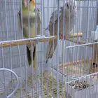 زوج كروان منتج