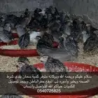 فري سمان