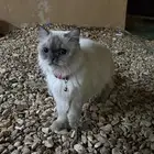 قطوه هاملايا