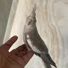 كروان هولندي