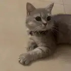 قطه سكوتش فولد قولد للتبني