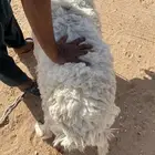 حريات حايل ومصعد
