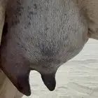للبيع خلفة جذعه ساحليه نادره بالحليب مشروطه