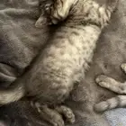 قطط