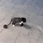 قطه ضايعه بالفاروق