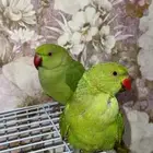 زوج دره هندي اليف