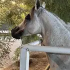 حلاق خيل جمال جسم