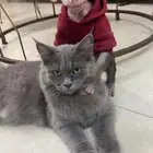 للبيع قطه جميله لونها اسود
