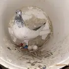 حمام باكستاني منتج شرط