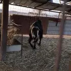 عنز عارضيه جرم