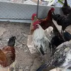 دجاج بلدي