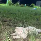 لييع قطط انثى وليفه