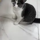قط للتبني