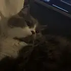 قطط للبيع