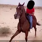 حصان معسوف مع البل