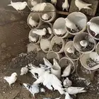 حمام فرنسي 21 جوز الموقع قريب وادي بن هشبل السوم 15 جمله