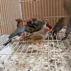 14 حبه زيبرا سوم وشيلهم