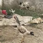 دجاجه شامو