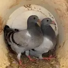 زغاليل