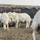 فحل حري