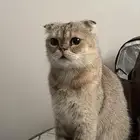 قطه سكوتش فولد للتبني