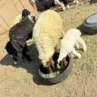 نعاج للبيع العدد 4 يتبعهن 4 روم وديد سلم