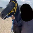 فرس  شعبية للبيع