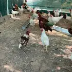 ديوك لوهمان