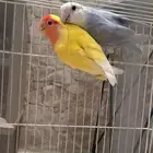 جوز روز تغريد انتاج