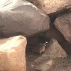 وبران بريه جنوبيه انتاج محميه