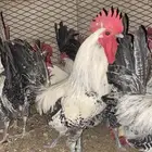 ديوك فيومي وبلدي