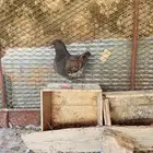 حمام كنق كفو