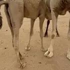 حشو قعدان العدد 3