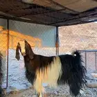 معزا