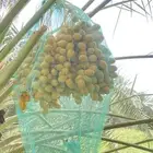 مشالله.تمر نخل برحي 60نخله واكثر