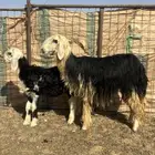 للبيع رغايث نجد