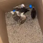 شبك دجاج وفقاسات و دجاج وسمان