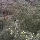 عسل طلح _ حائل