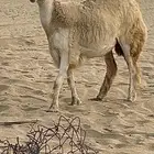 رخاله حريه صنف تم البيع