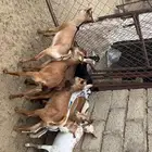 تيوس وعنقان حص