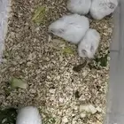 هامستر للبيع