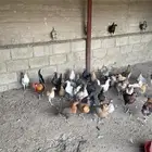 دجاج عربي للبيع