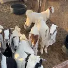 تيوس للبيع