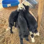 ذبايح حريات ونعيم ونجد